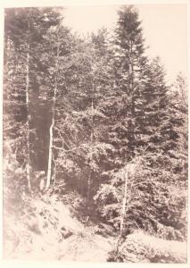 MAILAND Henri Ange Eugène 1800-1800,Étude de sapins, forêt de la Cascade du P,1857,Pescheteau-Badin 2022-06-01