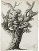 MANDEVARE Alphonse N. Michel 1759-1829,STUDY OF A TREE,Sotheby's GB 2011-07-07
