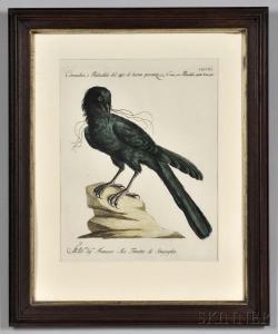 MANETTI Xavier 1723-1784,Five Engraved Ornithological Prints,5400,Skinner US 2016-10-30