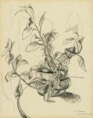 MANNING CRISLER Richard 1908-1933,Untitled (Plant Still Life),1928,Santa Fe Art Auction 2020-11-14