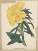 MANUEL 1916,Botanical Print,Hindman US 2011-11-06