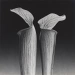 MAPPLETHORPE Robert 1946-1989,Double Jack in the Pulpit,1988,Swann Galleries US 2025-02-13