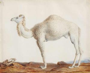 MARECHAL Nicholas 1753-1803,Camelus Dromedarius - Das Dromedar,Lempertz DE 2019-11-16