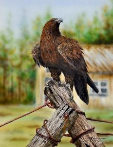 MARGOCSY Paul 1945,Wedge Tailed Eagle,Elder Fine Art AU 2020-07-07