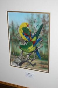 MARGOSCY Paul 1945,Australian Regent Parrots,Vickers & Hoad GB 2008-07-27