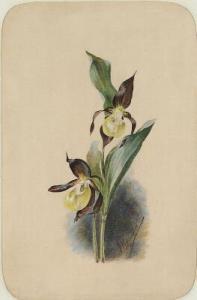 MARIE Prinsesse, Danmark 1865-1909,An orchid. Cypripedium reginae,Bruun Rasmussen DK 2021-04-19