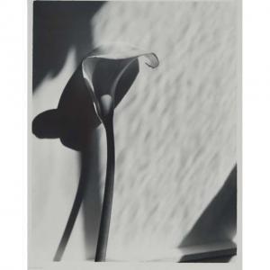MARINO Carol 1943,GUILDED LILY WITHOUT NUMBER,1981,Waddington's CA 2020-08-13