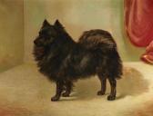 MARSDEN William Theodore,Black Pomeranian,Bonhams GB 2014-02-12