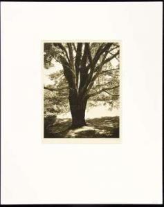 MARTIN IRA 1886-1960,Magnificent Tree,PBA Galleries US 2009-12-03