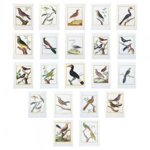 MARTINET Francois Nicolas 1725-1804,Philippine Birds,18th Century,Leon Gallery PH 2024-04-20