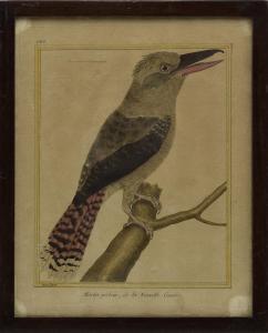 MARTINET Francois Nicolas 1725-1804,Ptak,Rempex PL 2023-12-13