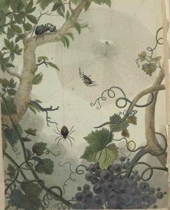 MARTYN Thomas 1735-1825,Aranei, or a Natural History of Spiders,Christie's GB 2015-12-01