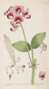 MARTYN Thomas 1735-1825,Flora Rustica,Dreweatts GB 2014-04-17