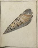 MARTYN Thomas 1735-1825,study of a marlinspike shell, terebra maculata,Sotheby's GB 2003-06-12
