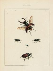 MARTYN Thomas 1735-1825,The English Entomologist,Dreweatts GB 2014-02-27