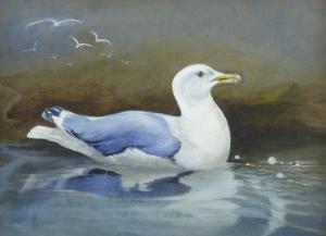 MASSEY EDITH,Study of a swimming seagull,Rogers Jones & Co GB 2016-05-14
