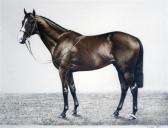MATTINSON Donald 1900-1900,Portraits of racehorses,Gorringes GB 2009-05-14