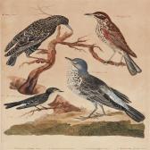 MAZELL Peter 1761-1797,Four different birds,Bruun Rasmussen DK 2012-09-03