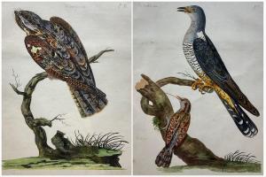 MAZELL Peter 1761-1797,The Female Goat Sucker; The Female Cuckoo [and,Duggleby Stephenson (of York) 2022-12-08