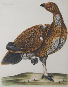 MAZELL Peter 1761-1797,THE HEN OF THE WOOD; THE TAWNY OWL,Great Western GB 2021-12-02