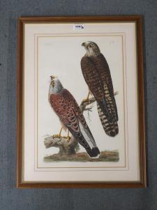MAZELL Peter 1761-1797,THE KESTRELS; THE GOLDEN EAGLE; THE FEMALE SPARROW,Great Western 2021-12-02