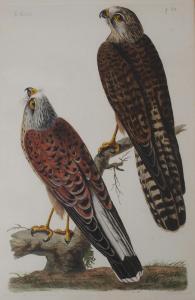 MAZELL Peter 1761-1797,The Kestrels, The Golden Eagle,The Female Sparrow ,Great Western 2022-02-09