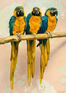 MC CARTHY Brian 1960,BLUE AND YELLOW MACAW,1987,Whyte's IE 2021-12-13