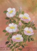 Mc Caugherty Irene E. 1914-1996,Alberta's Wild Rose,1982,Levis CA 2023-05-20