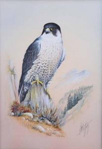 MCCAFFERTY Jay 1948,Study of a peregrine falcon,20th century,Peter Wilson GB 2017-09-13