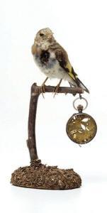 MCCALLUM KELLY,Unique Victorian taxidermied bird scul,2008,Phillips, De Pury & Luxembourg 2010-03-06