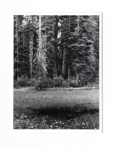 MCCARTNEY Thomas 1938,Dead Pine, Sierra Nevada,1979,Ro Gallery US 2019-07-10