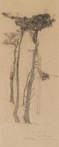 McCOMAS Francis John 1875-1938,Study of Pine Trees, Lake Majella, Monterey,Bonhams GB 2023-04-25