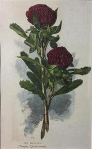 MCLEOD William 1811-1892,The Waratah, Telpea Speciocissima,1886,Theodore Bruce AU 2017-06-25