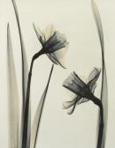MCMILLAN Judith K 1945,Narcissi (Trumpet Narcissus),2001,Rachel Davis US 2021-06-12