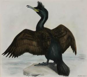 MEDLAND D.M 1800-1800,Anhinga,Weschler's US 2014-12-17