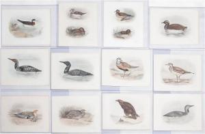 MEDLAND Lilian 1880-1955,Birds of the British Islands,Garth's US 2022-04-10