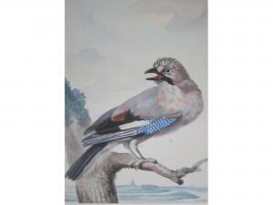 MEERTENS Abraham 1757-1823,A EURASIAN JAY ON A BRANCH,Lawrences GB 2016-01-22
