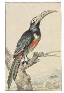 MEERTENS Abraham 1757-1823,A Toucan (Pteroglossus aracari) on a branch,Christie's GB 2022-07-05