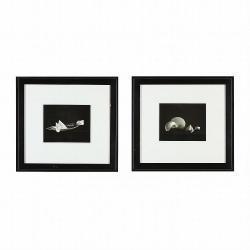 MELLOR D.W. 1947,Three Shells II,1996,Leland Little US 2015-09-12