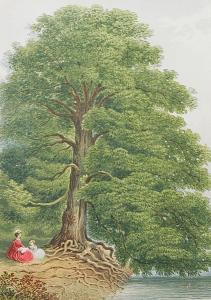MENZIES William A 1800-1900,Forest Trees and Woodland Scenery,Bonhams GB 2007-12-04