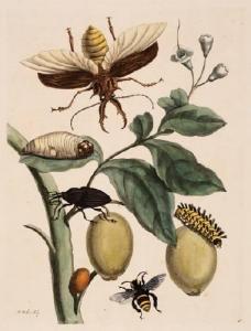 MERIAN Maria 1820-1913,beetles, caterpillars and bee,Bloomsbury London GB 2005-05-26