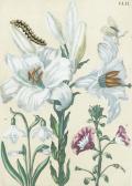 MERIAN Maria 1820-1913,De Europische Insecten,Bonhams GB 2014-11-12