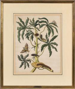 MERIAN Maria Sybilla 1647-1717,Chenille et papillon,Loizillon FR 2023-11-18