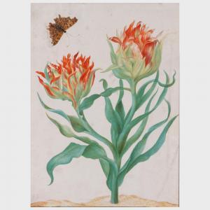 MERIAN Maria Sybilla 1647-1717,Flower with Butterfly,Stair Galleries US 2023-11-09