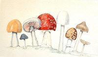 MERRIN J,Mushrooms,Shapes Auctioneers & Valuers GB 2012-04-07