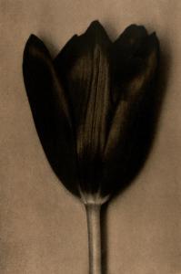METZNER Sheila 1939,Black Tulip,2003,Bonhams GB 2023-07-13