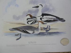 MEYER H.L 1800-1800,Birds,Simon Chorley Art & Antiques GB 2010-12-16