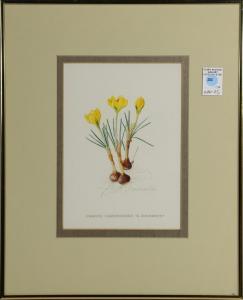 MILES Mary 1800-1900,Crocus Chrysanthus, E. A. Bowles,,20th century,Clars Auction Gallery 2019-04-13
