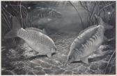 MILLER David 1966,Night feeding carp,Woolley & Wallis GB 2009-12-02