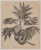 MILLER John Frederick 1700-1800,DescSpecimen of the Bread Fruit,Mossgreen AU 2017-05-30